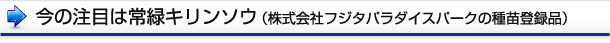 今の注目は常緑キリンソウ（株式会社フジタパラダイスパークの種苗登録品）